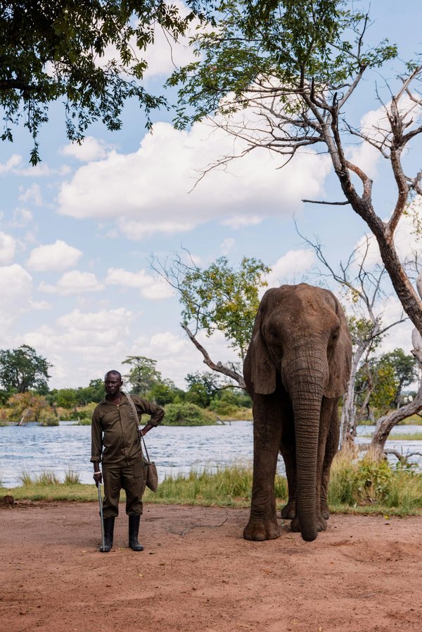 Safari en Afrique : découvrez les meilleures destinations